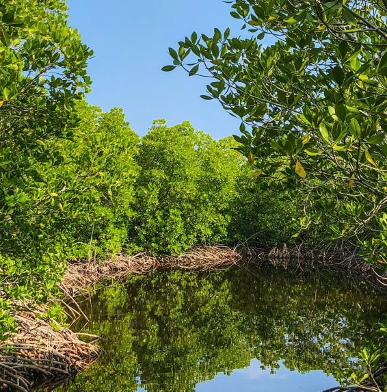 Contribute to Nature-based Solutions